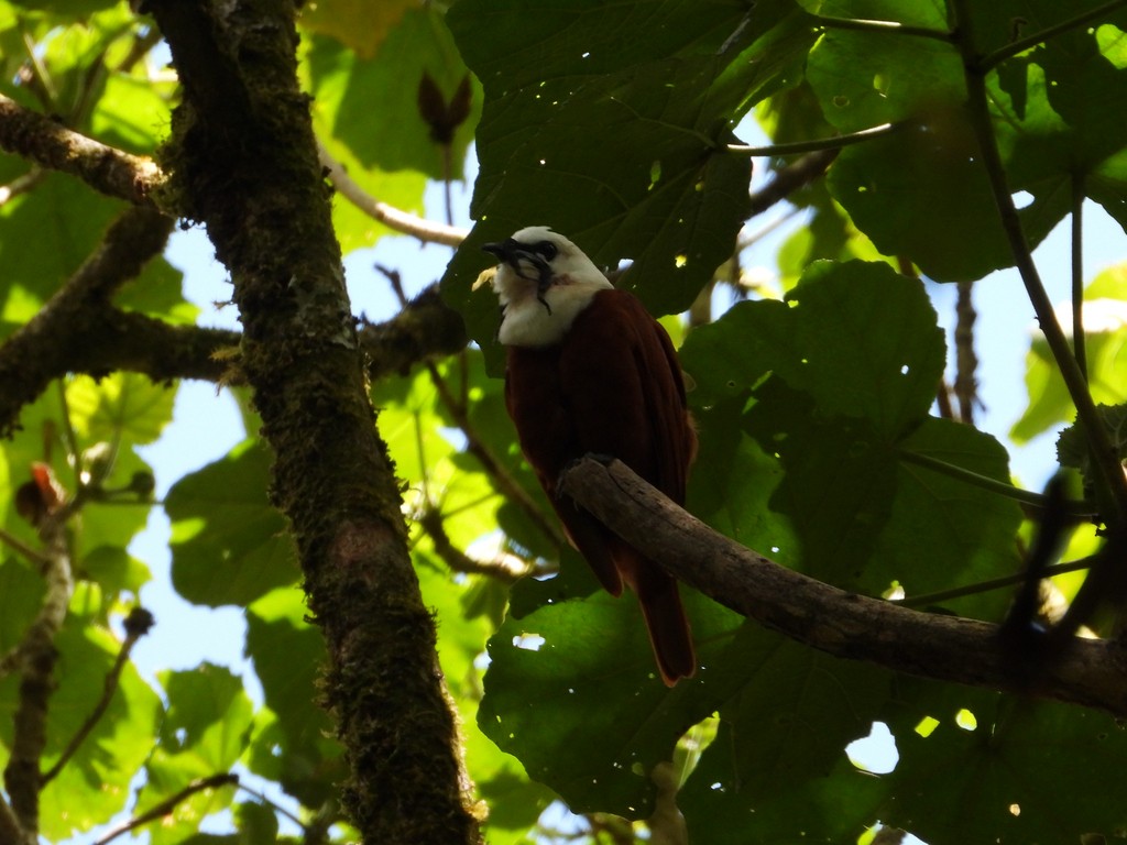 Araponga tricaronculé - ML635366596