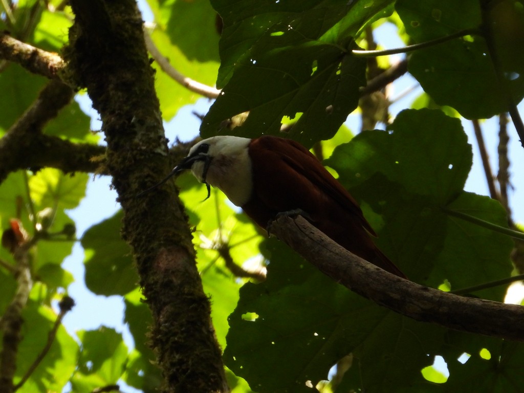 Araponga tricaronculé - ML635366597