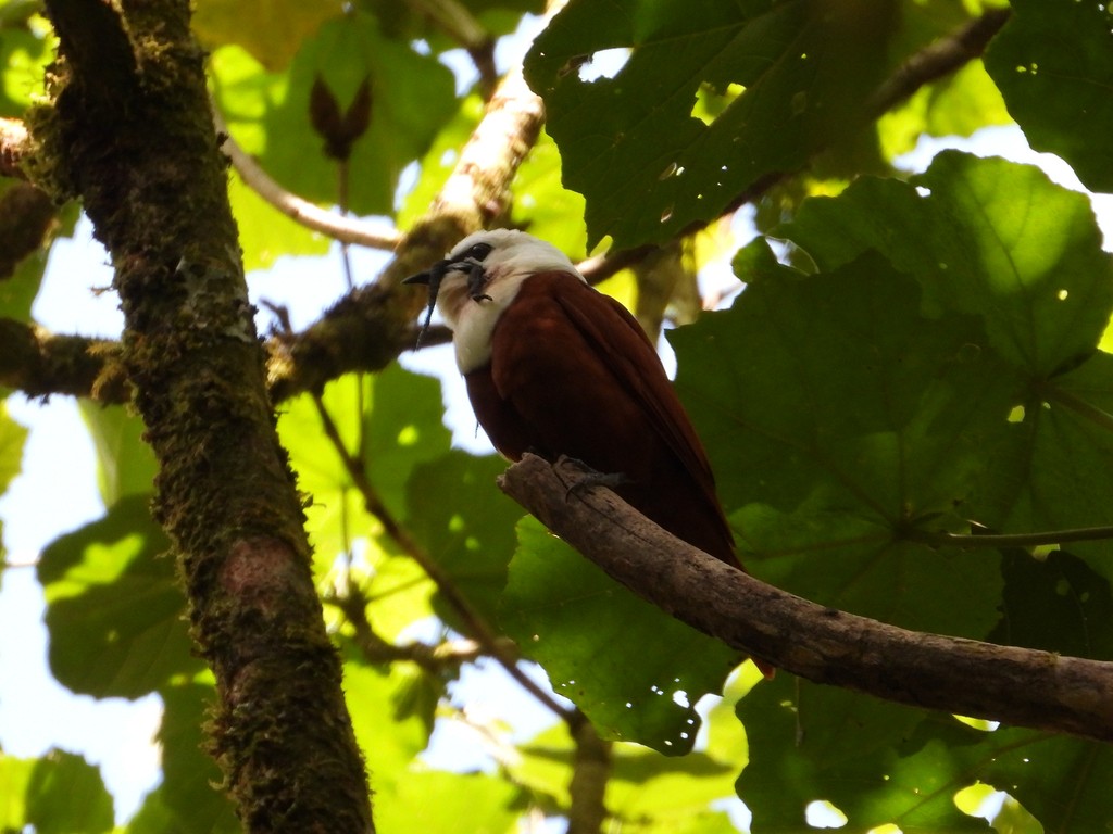 Araponga tricaronculé - ML635366599