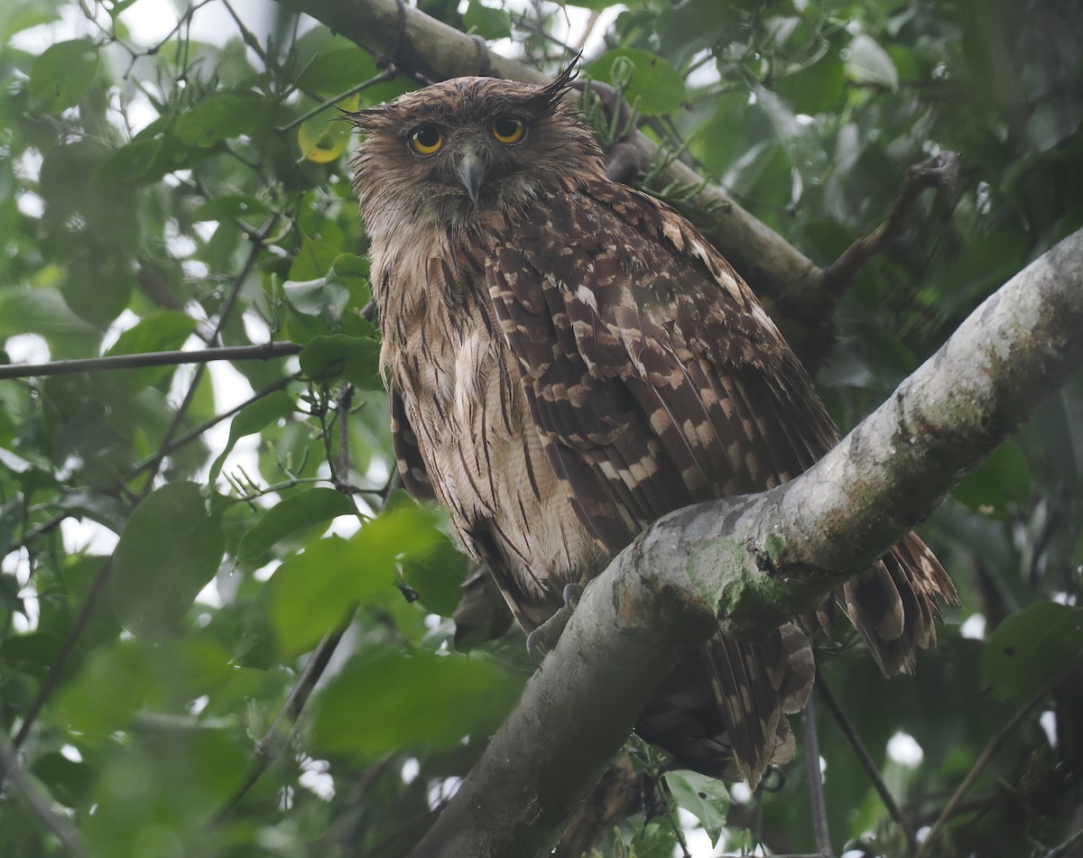 Brown Fish-Owl - ML635366605