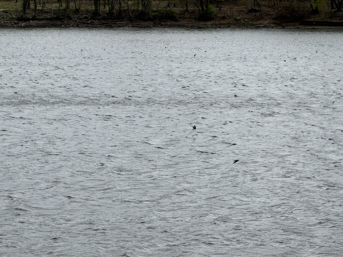 Tree Swallow - ML635366606