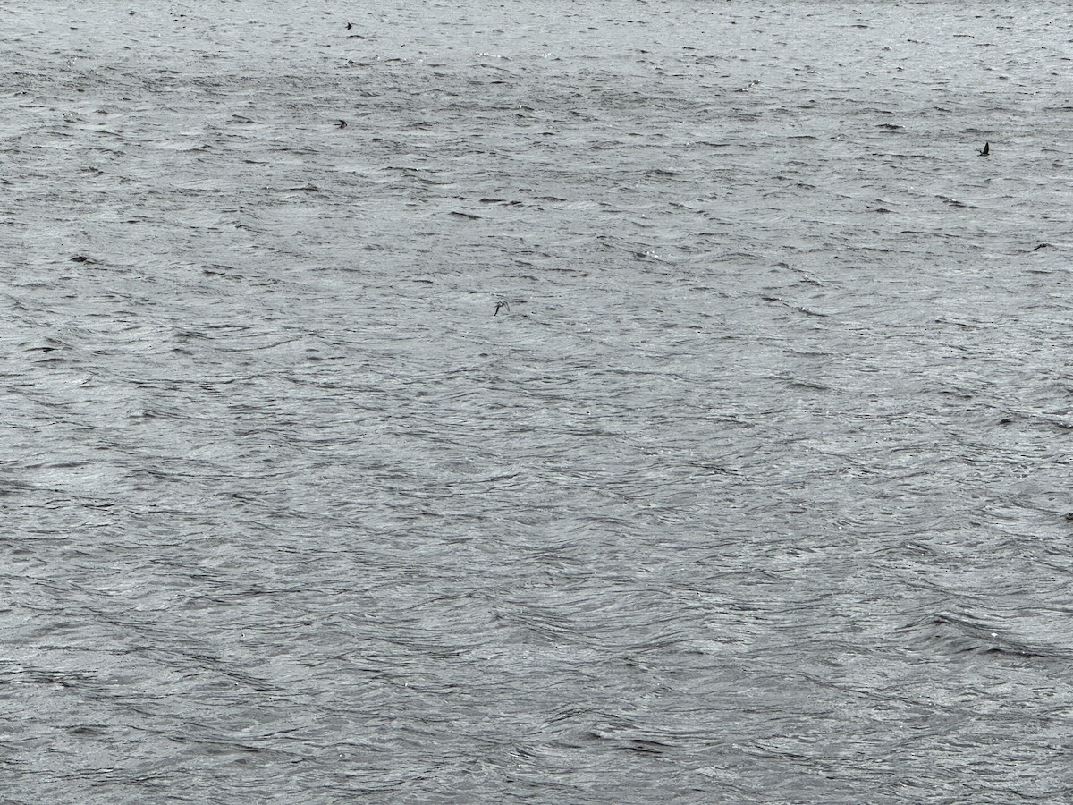 Tree Swallow - ML635366607