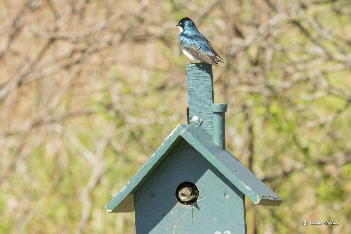 Tree Swallow - ML635366682