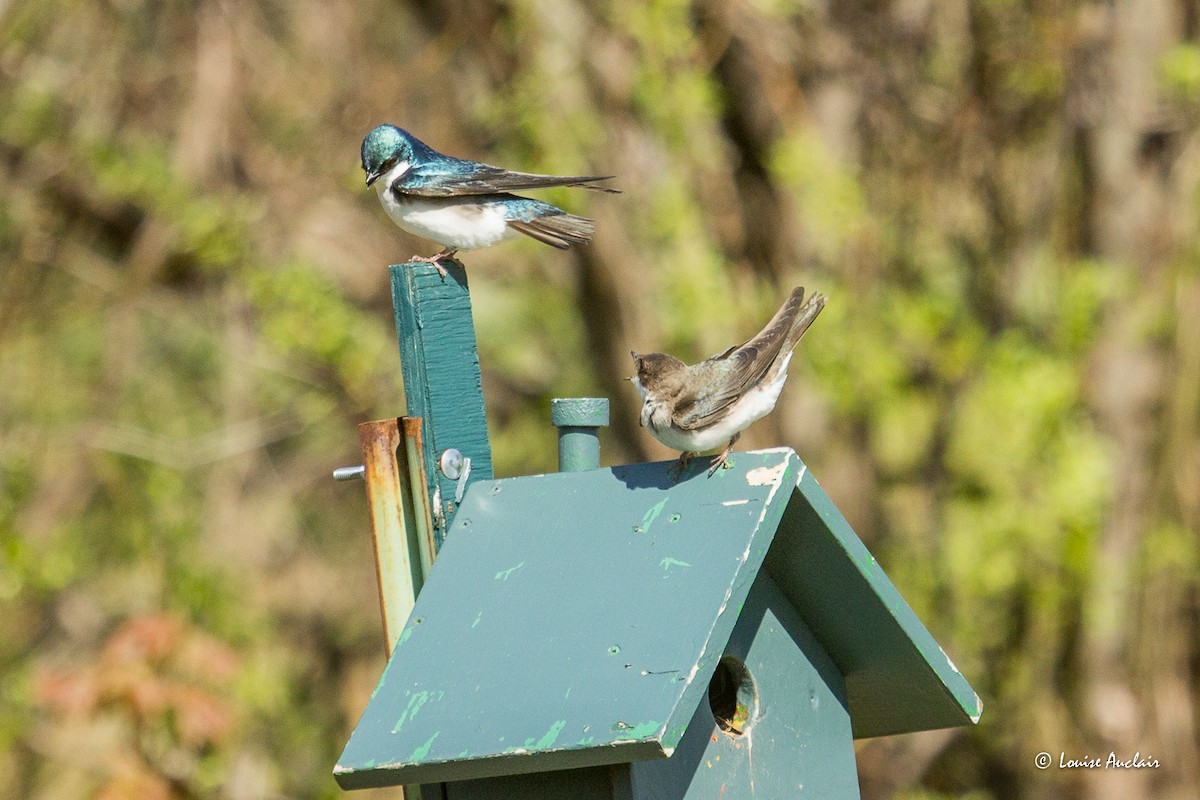 Tree Swallow - ML635366698