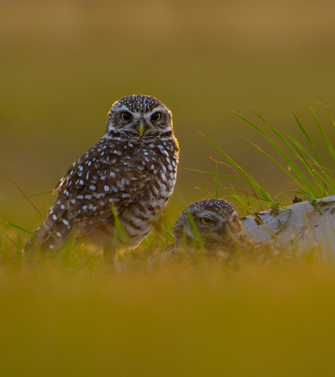 Burrowing Owl - ML635366734