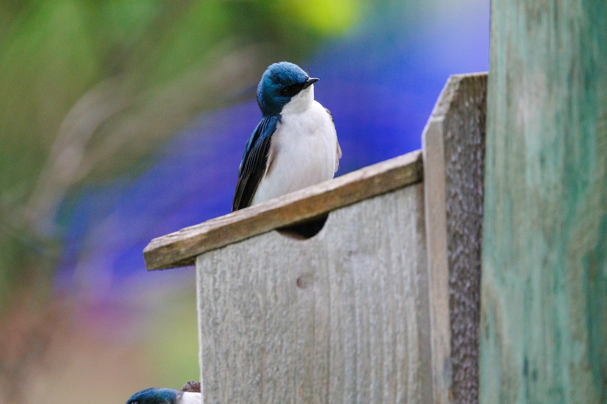 Tree Swallow - ML635366739