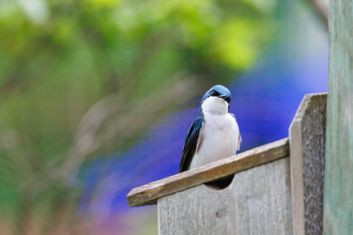 Tree Swallow - ML635366740
