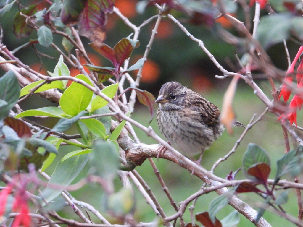 Rufous-collared Sparrow - ML635366779