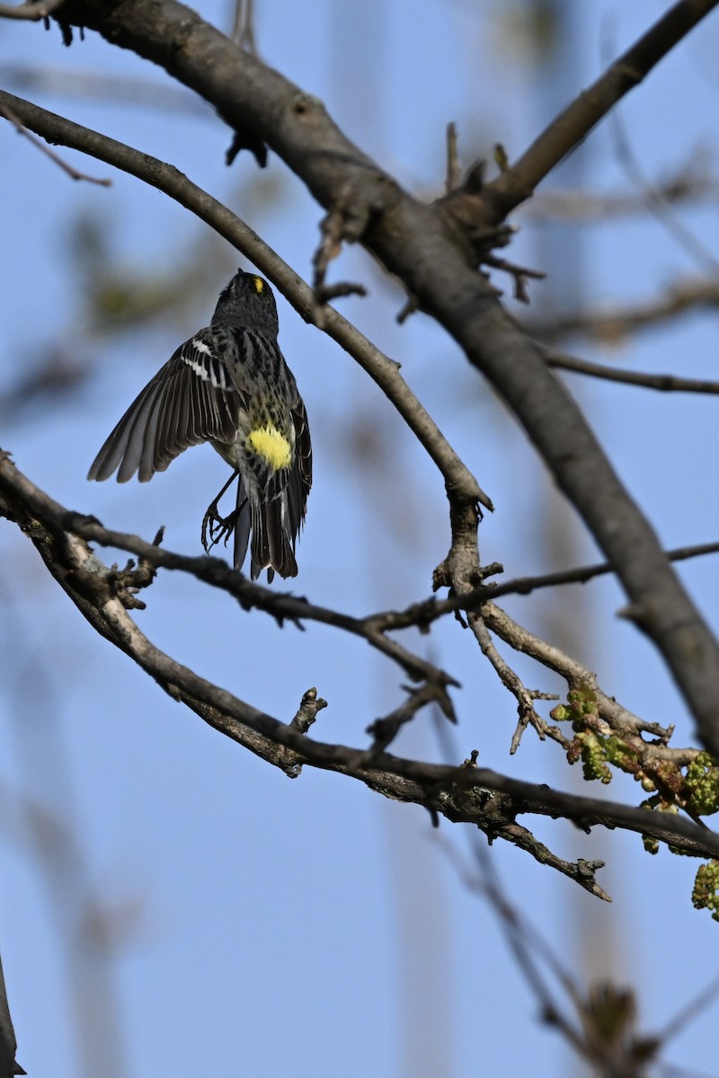Yellow-rumped Warbler (Myrtle) - ML635366797