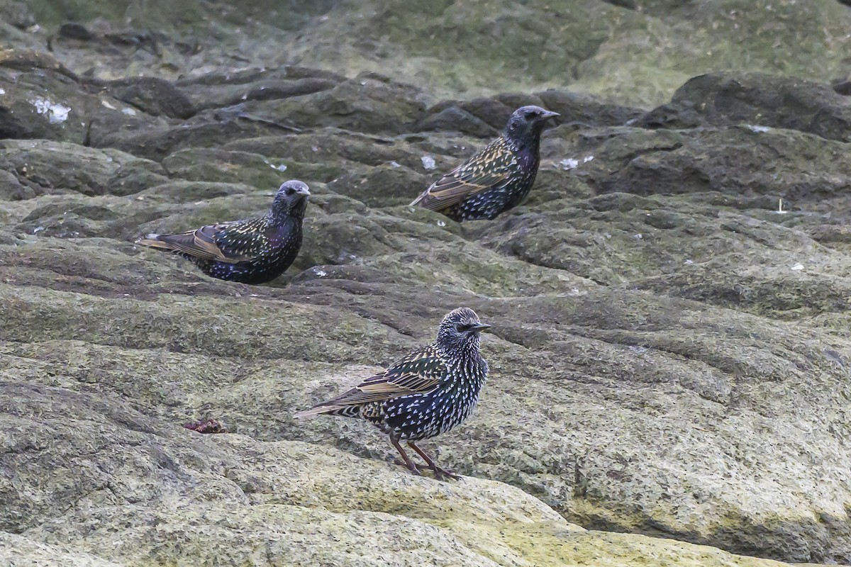 European Starling - ML635366798