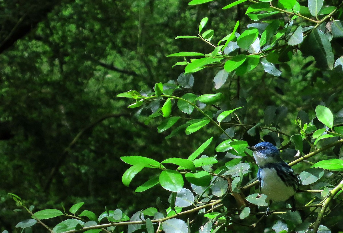Cerulean Warbler - ML635366799