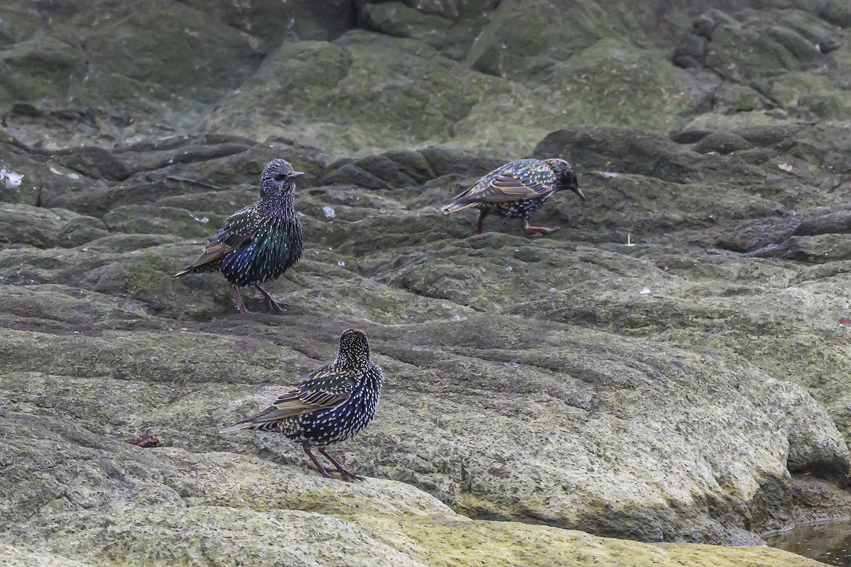 European Starling - ML635366800