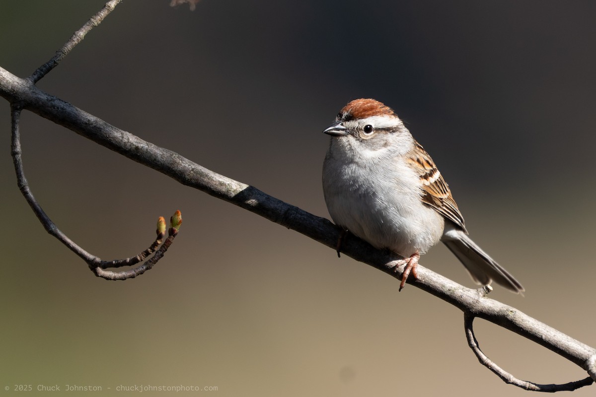 Chipping Sparrow - ML635366801