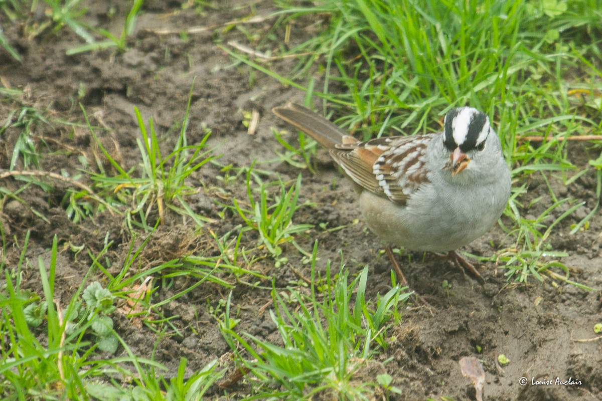 White-crowned Sparrow - ML635366802