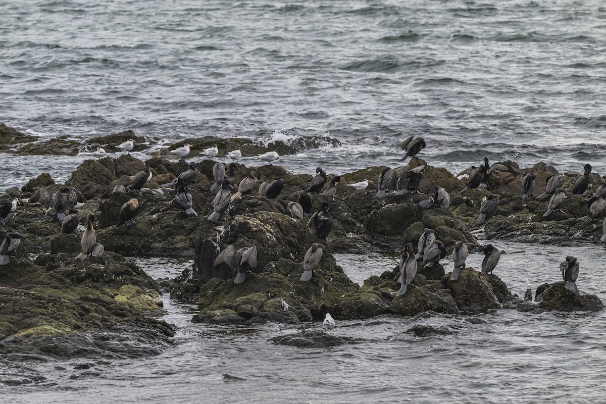 Neotropic Cormorant - ML635366804