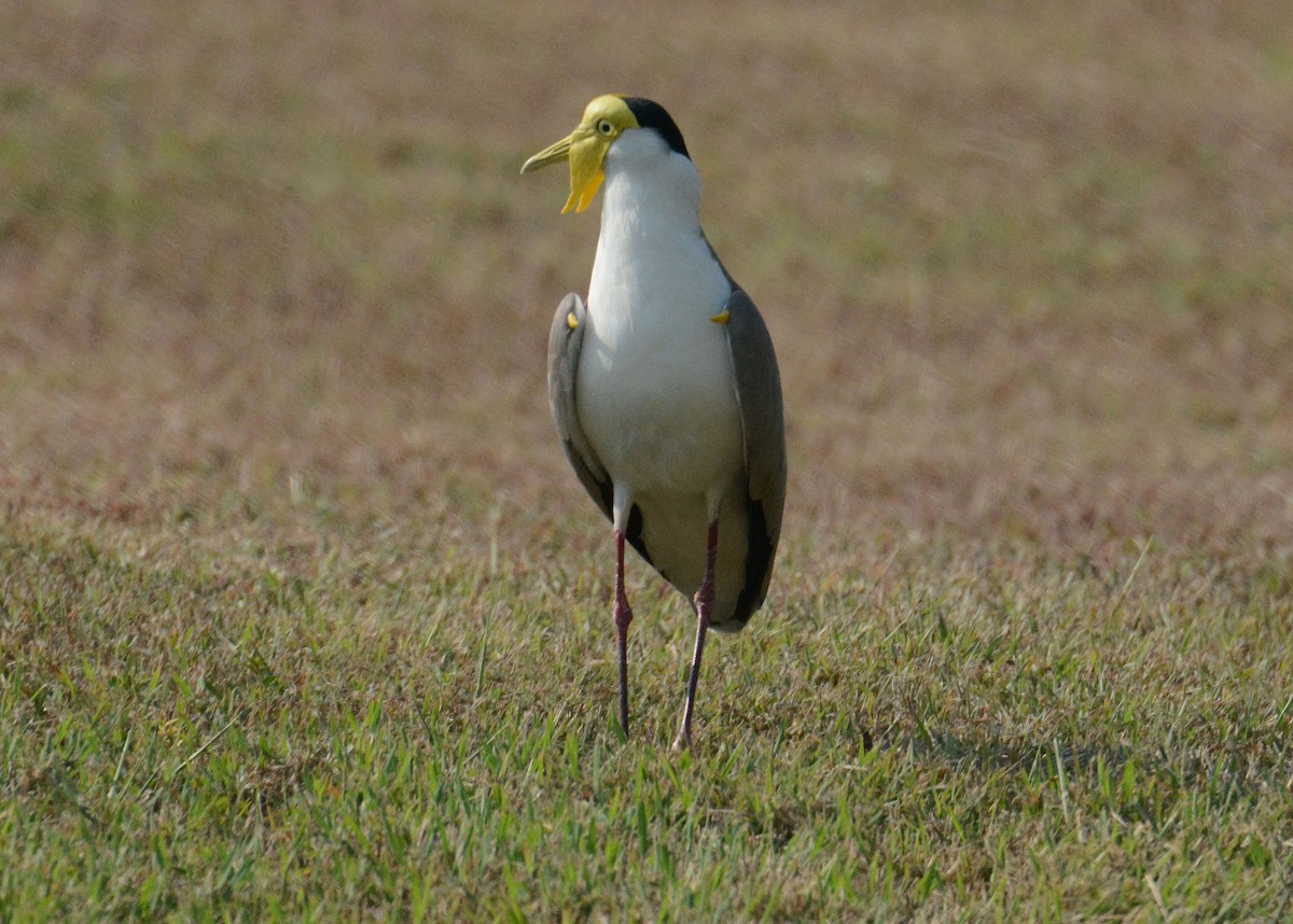 Masked Lapwing - ML635366805