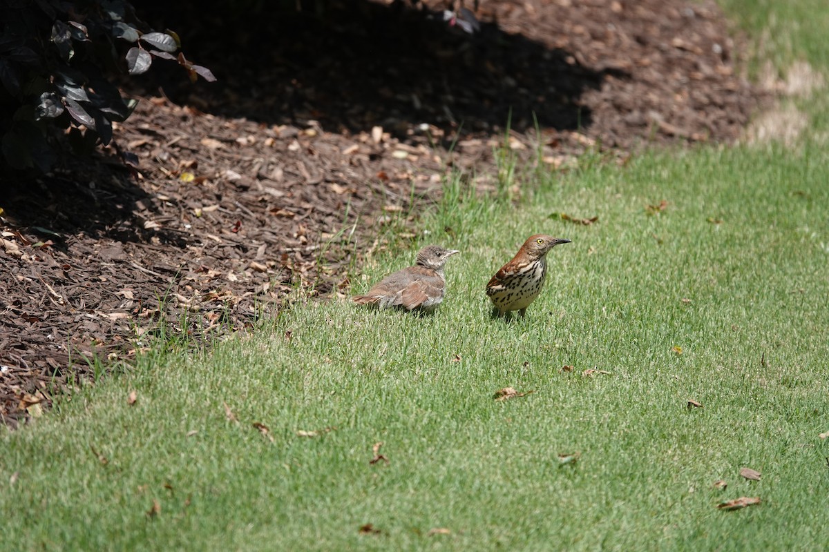 Brown Thrasher - ML635366808