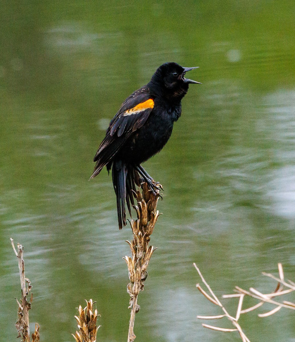 Red-winged Blackbird - ML635366812
