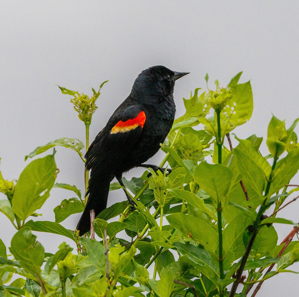 Red-winged Blackbird - ML635366813