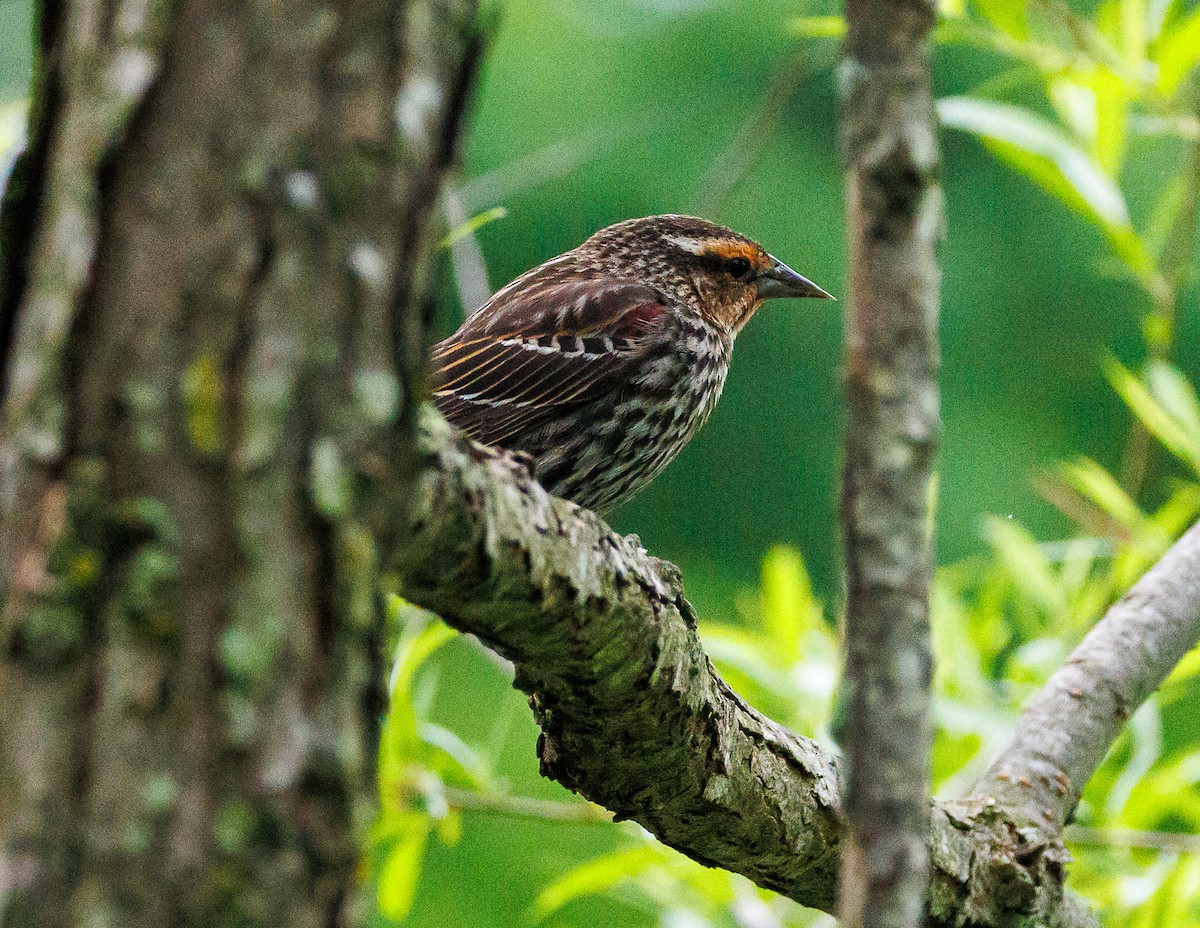 Red-winged Blackbird - ML635366814