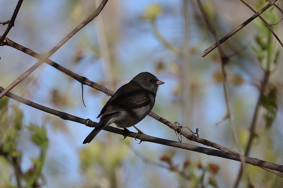 Dark-eyed Junco - ML635366815