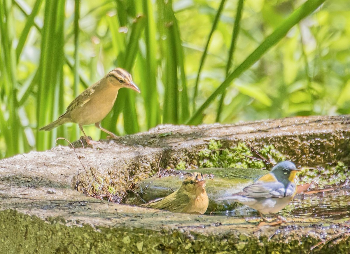Worm-eating Warbler - ML635366816