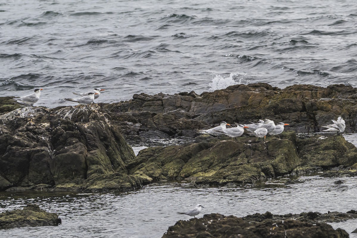 Royal Tern - ML635366817