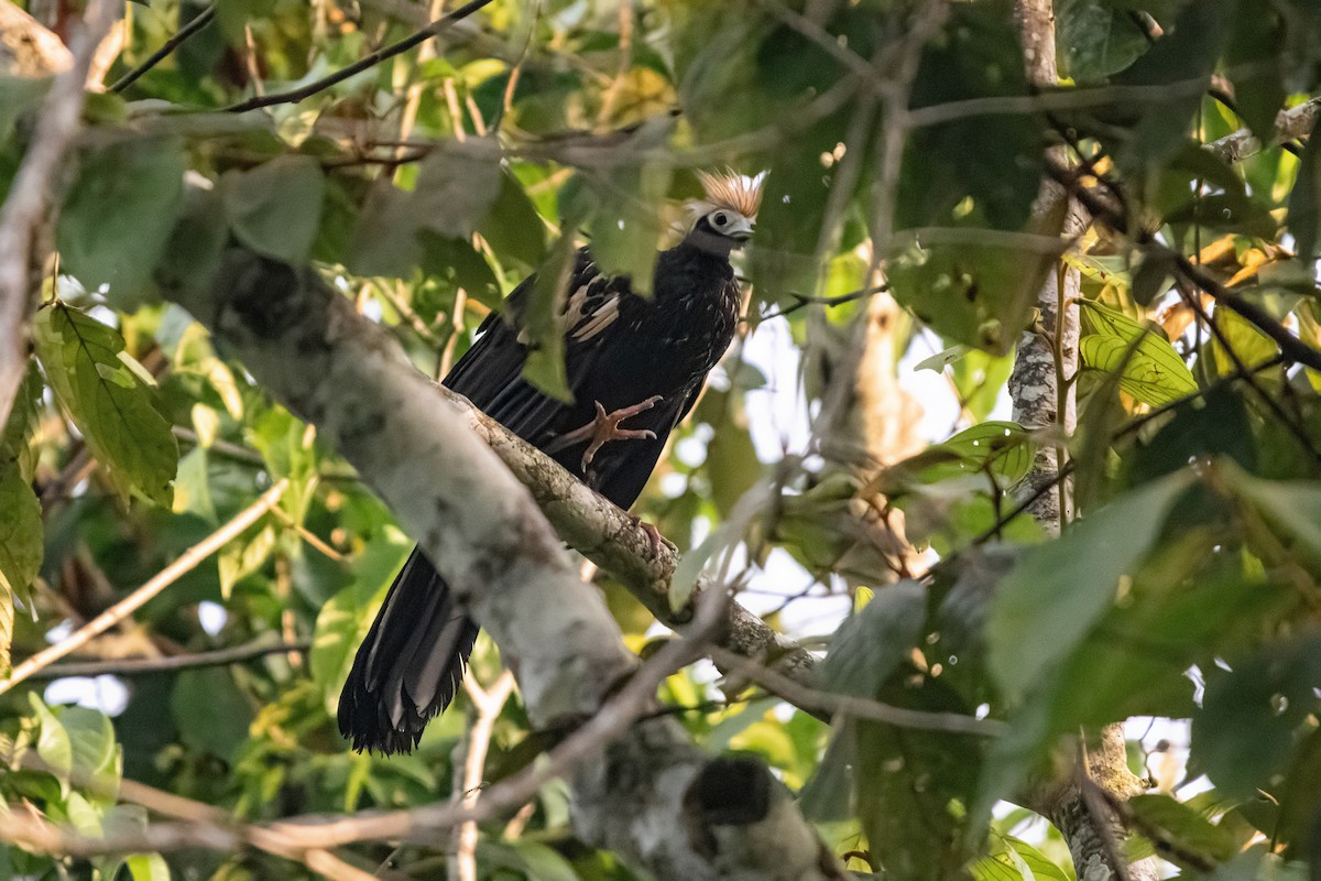 Blue-throated Piping-Guan - ML635366829