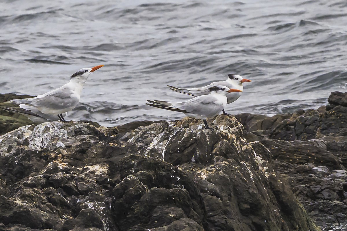 Royal Tern - ML635366830
