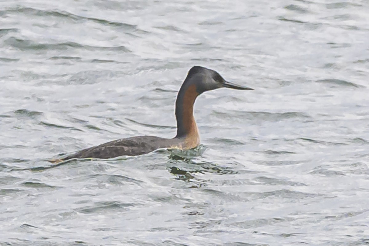 Great Grebe - ML635366837