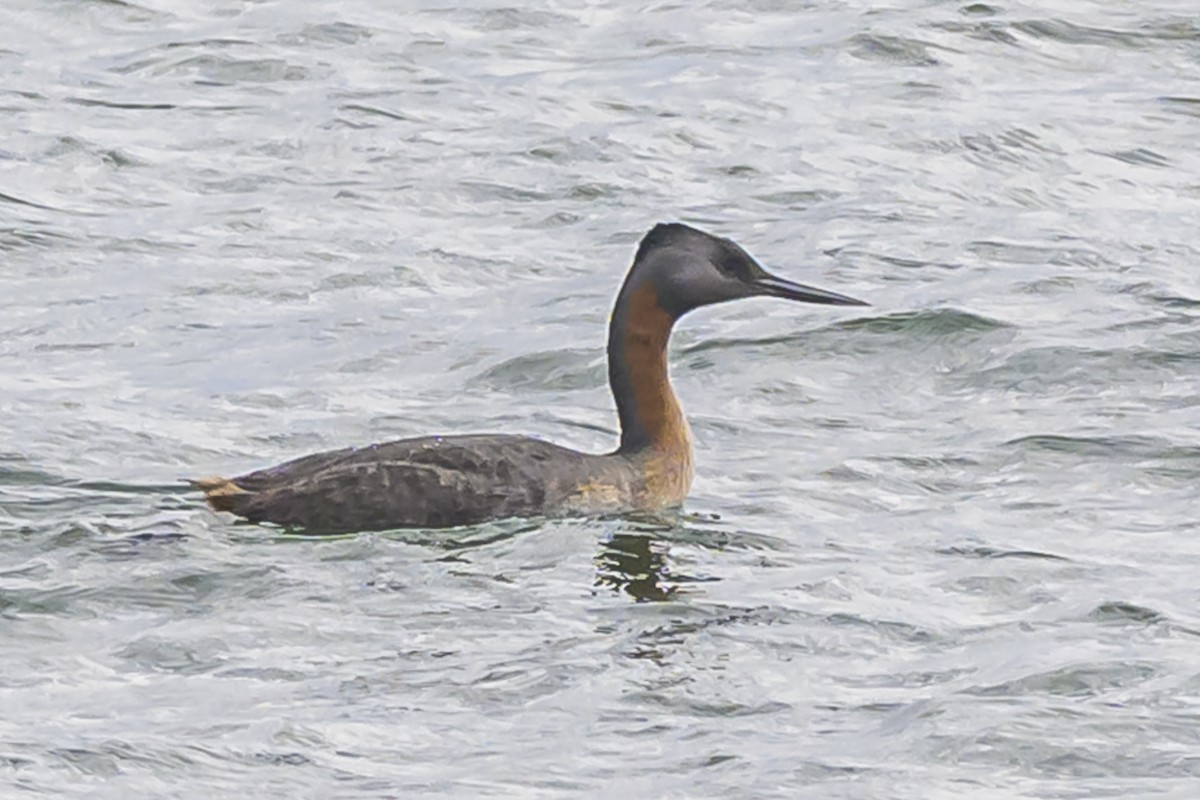 Great Grebe - ML635366838