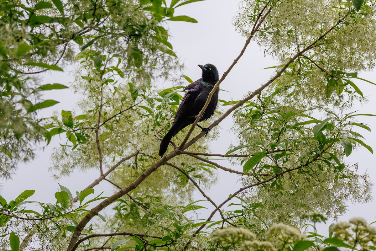 Common Grackle - ML635366839
