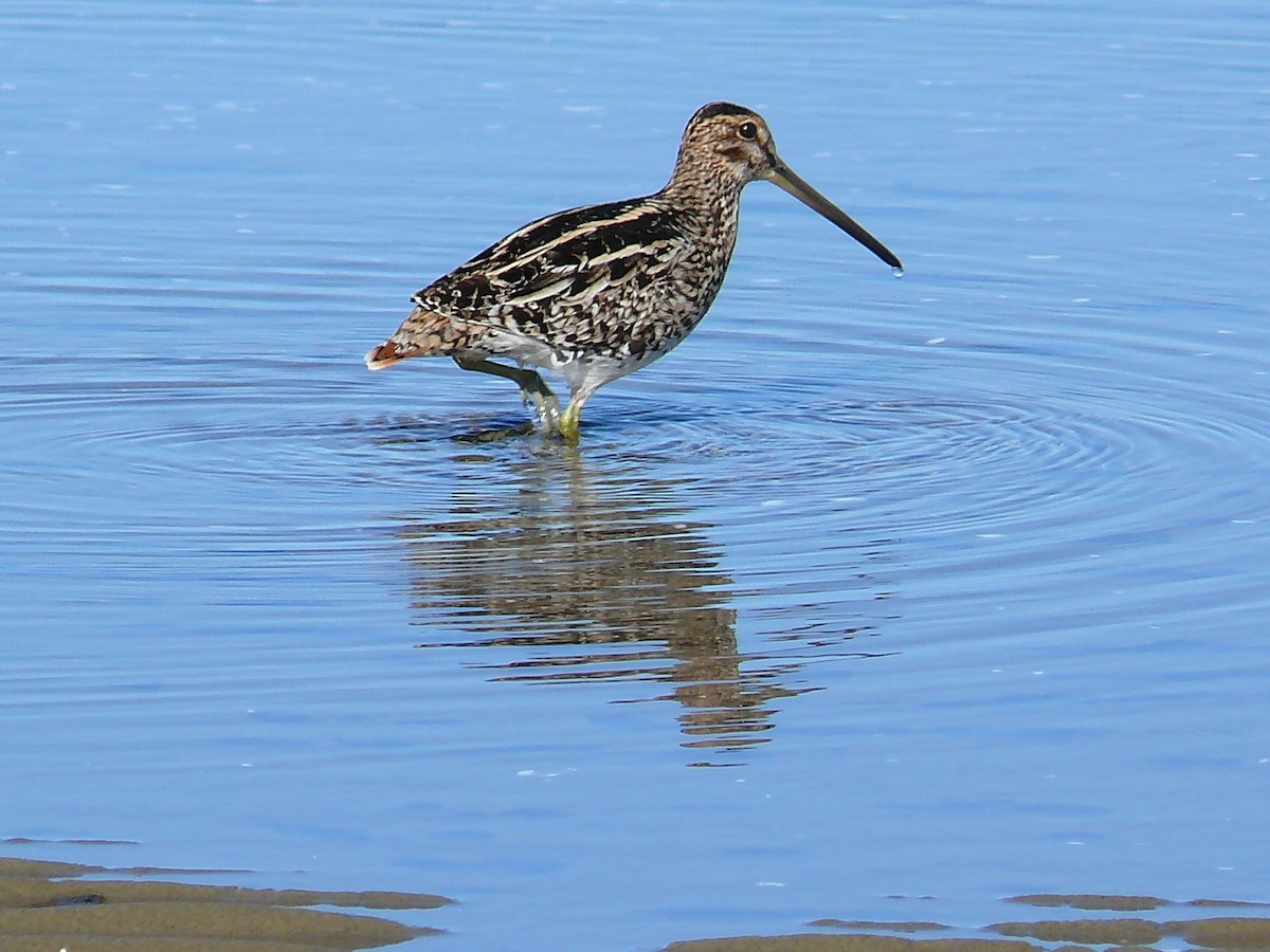 Pantanal/Magellanic Snipe - ML635366842