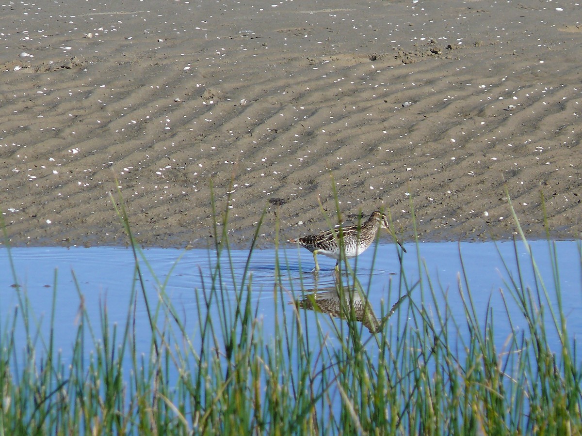 Pantanal/Magellanic Snipe - ML635366844