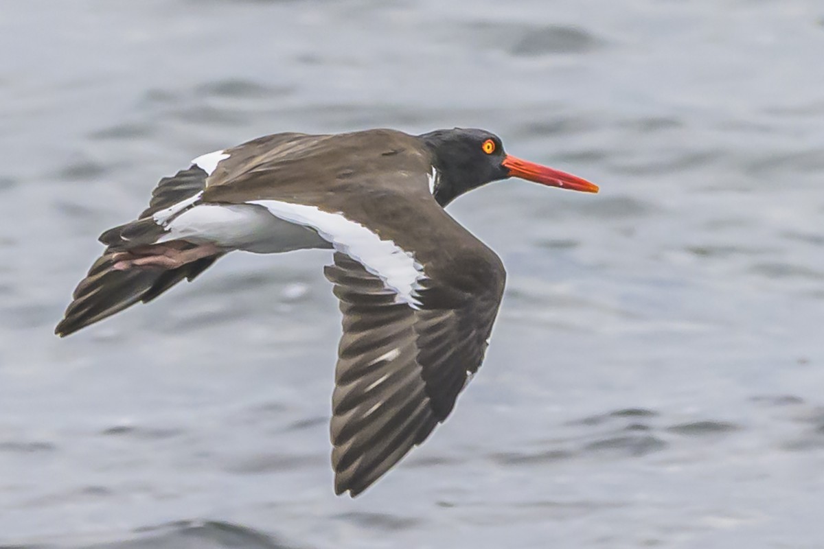 American Oystercatcher - ML635366845