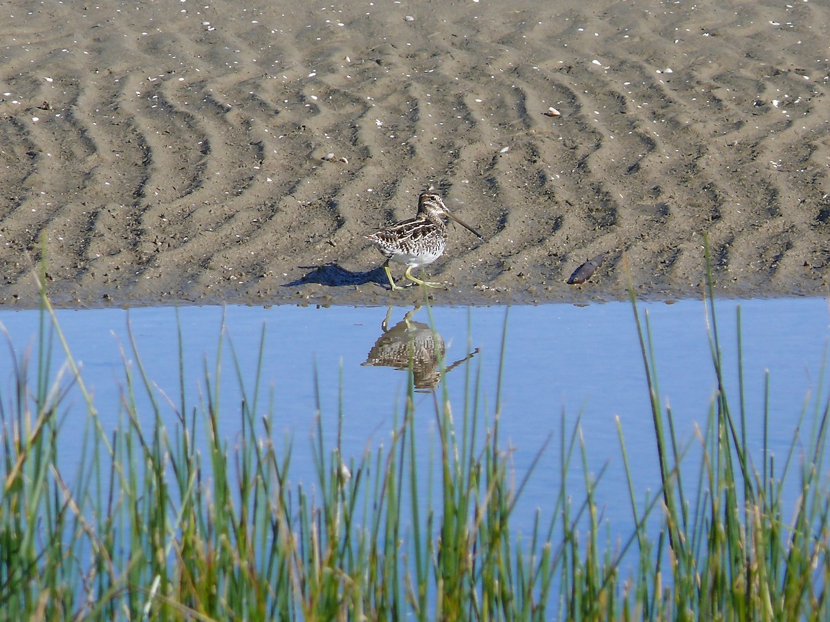 Pantanal/Magellanic Snipe - ML635366846