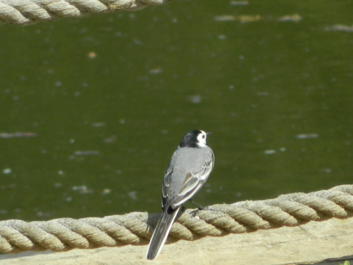 Lavandera Blanca - ML635366965