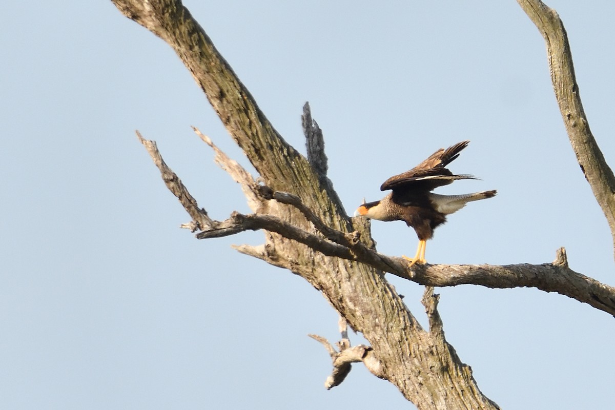 Crested Caracara - ML635367016