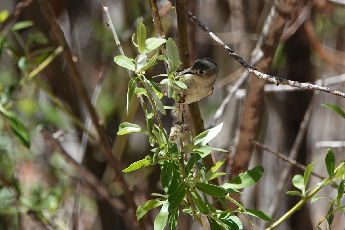 Ruby-crowned Kinglet - ML635367062