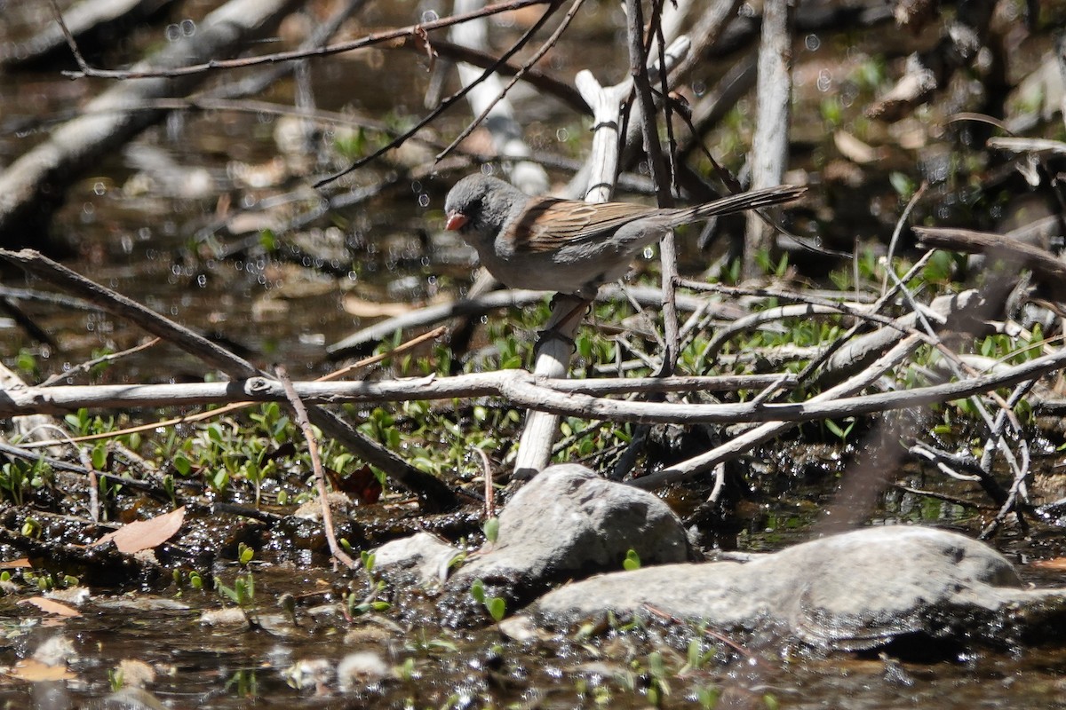 Black-chinned Sparrow - ML635367068