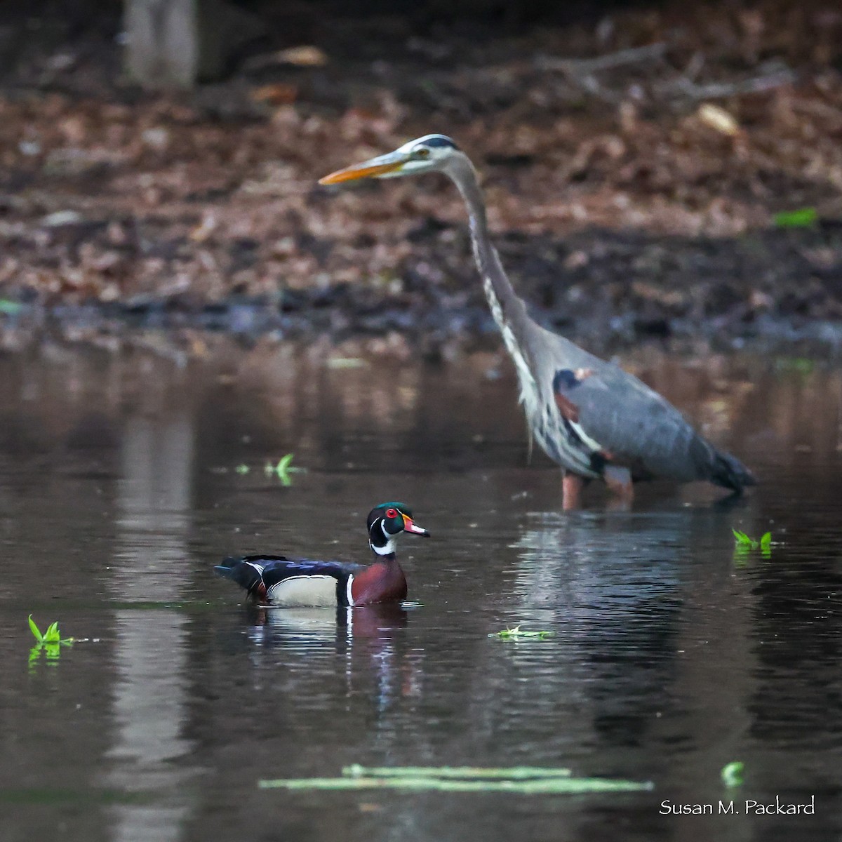 Wood Duck - ML635367080