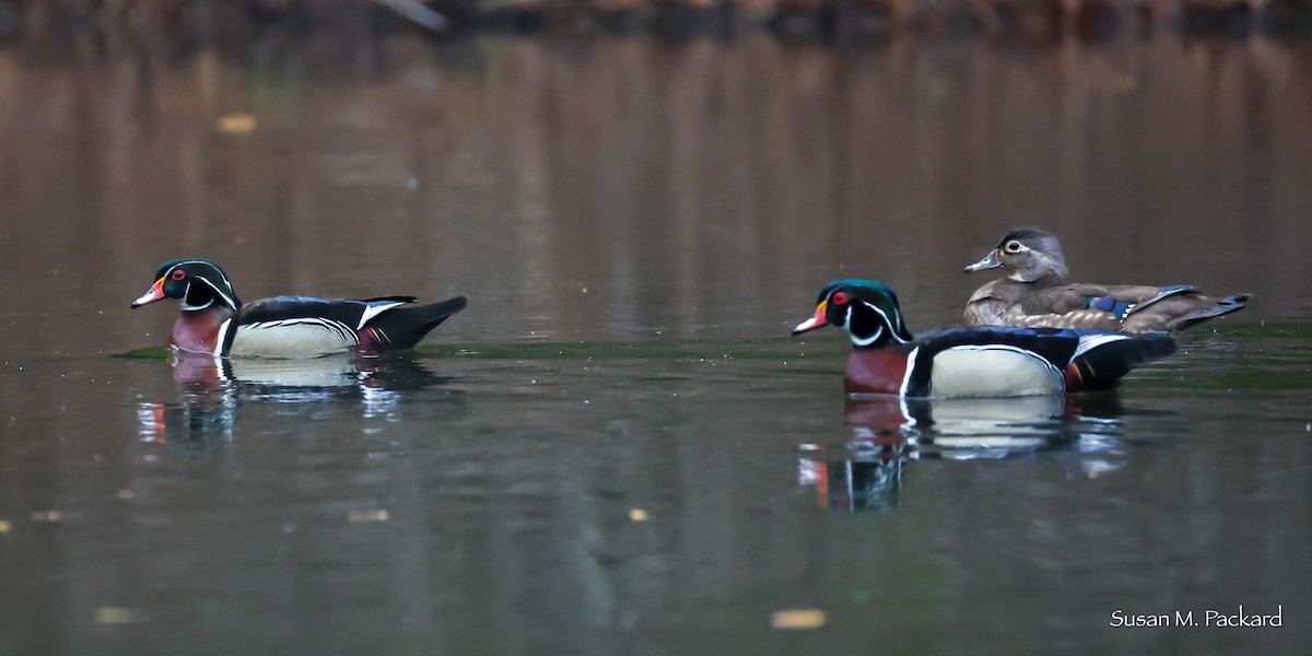 Wood Duck - ML635367081