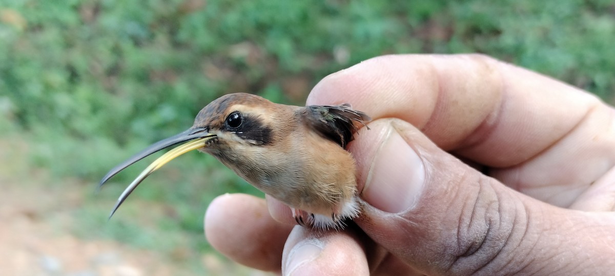 Stripe-throated Hermit - ML635367123