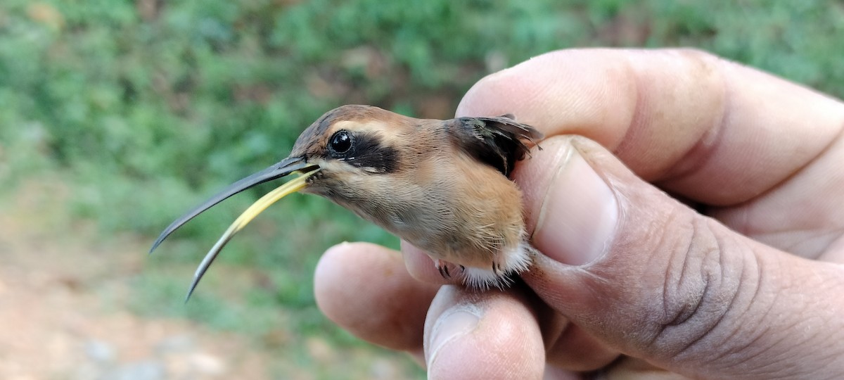 Stripe-throated Hermit - ML635367124