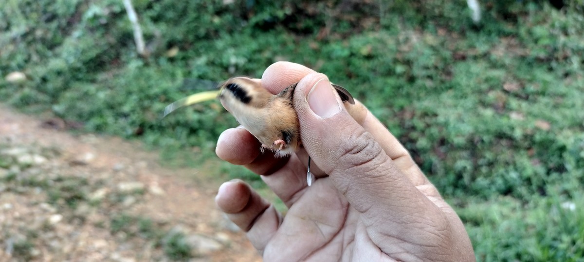 Stripe-throated Hermit - ML635367125