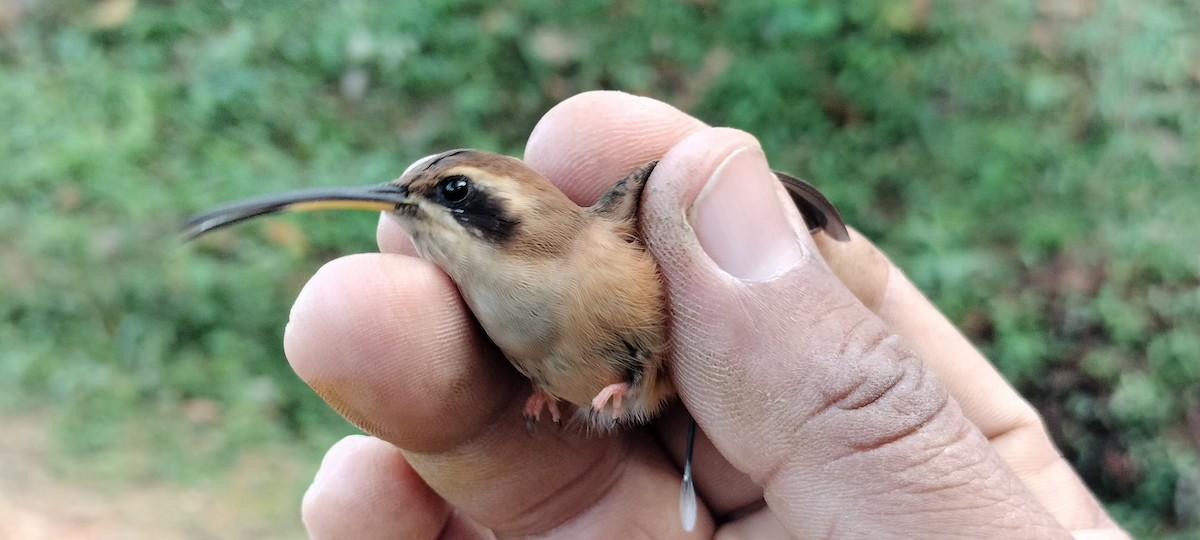 Stripe-throated Hermit - ML635367126