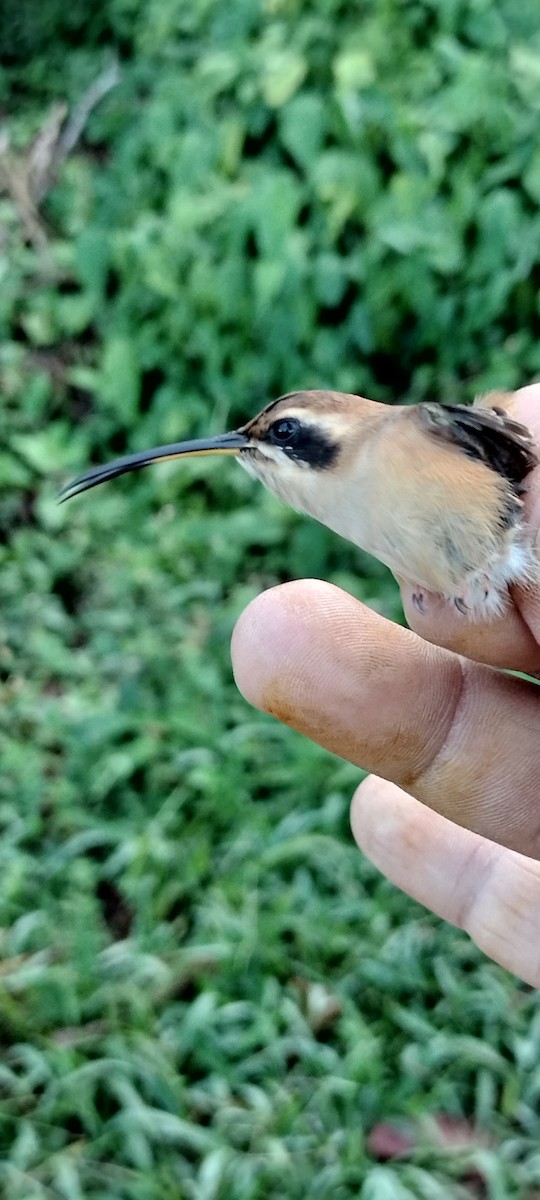 Stripe-throated Hermit - ML635367127