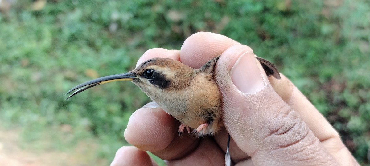 Stripe-throated Hermit - ML635367128