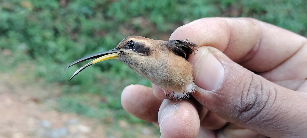 Stripe-throated Hermit - ML635367129