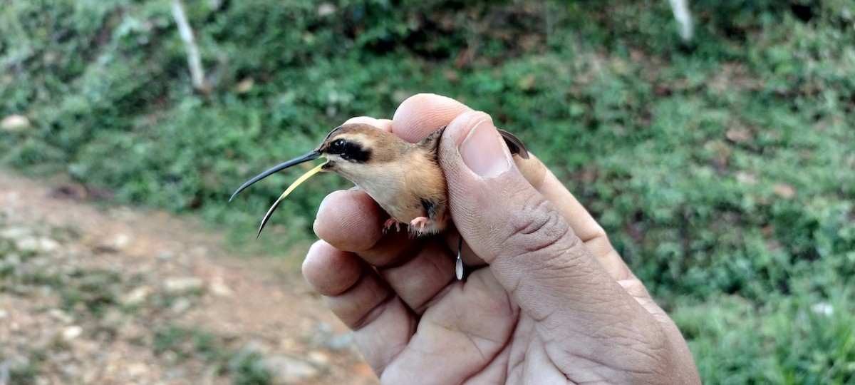 Stripe-throated Hermit - ML635367130